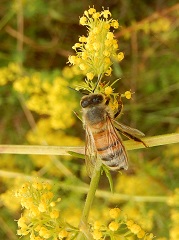 gaillet jaune et abeille